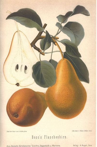 Pyrus com.'Bosc's Flaschenbirne'       CAC