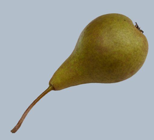 Pyrus com.'Bosc's Flaschenbirne'       CAC
