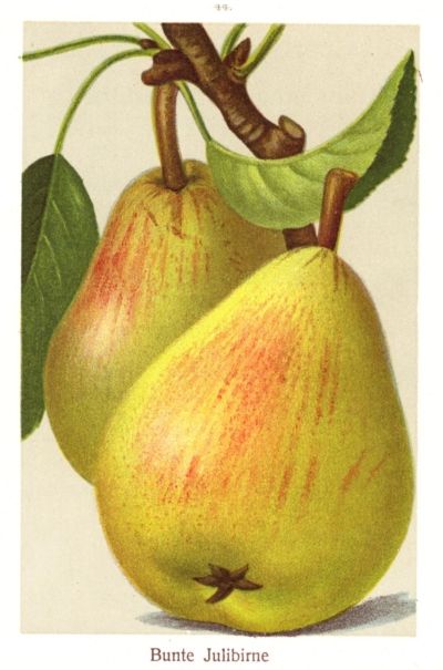 Pyrus com.'Bunte Julibirne'            CAC
