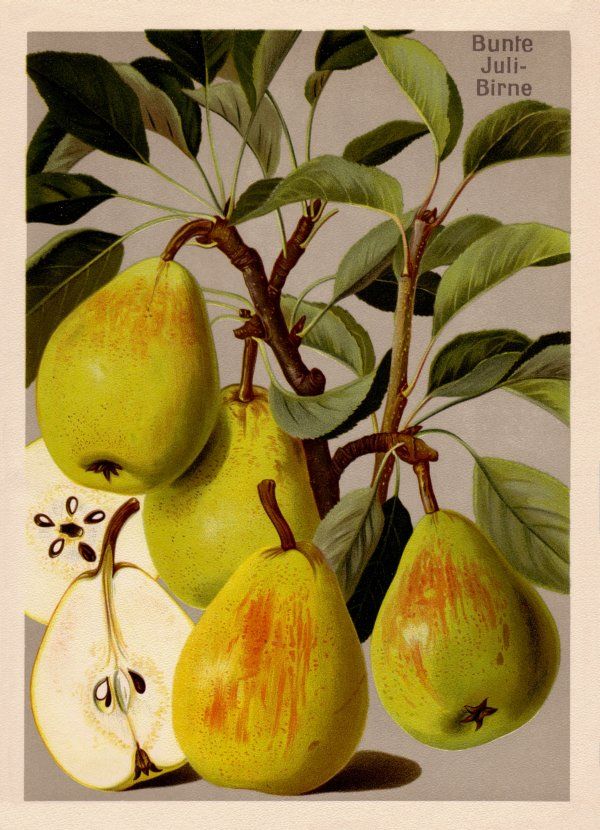 Pyrus com.'Bunte Julibirne'            CAC