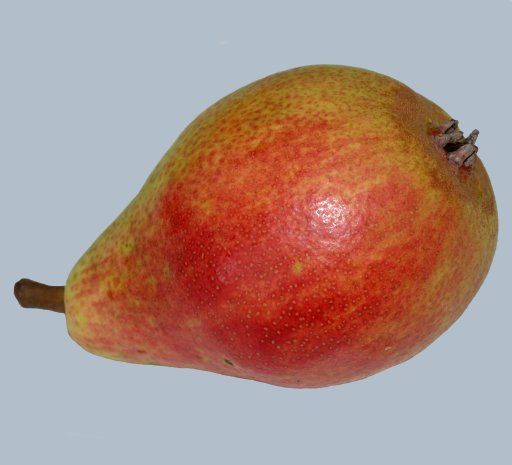 Pyrus com.'Clapps Liebling'            CAC
