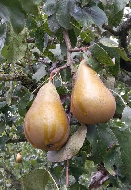 Pyrus com.'Conferencebirne'            CAC