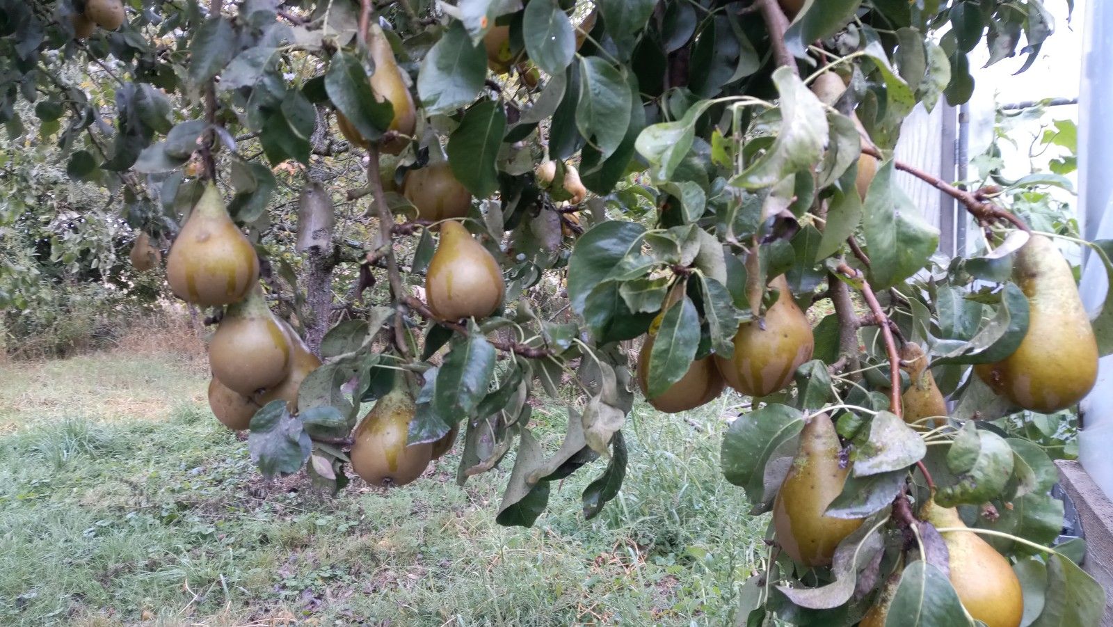 Pyrus com.'Conferencebirne'            CAC