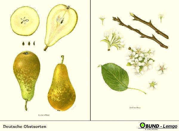 Pyrus com.'Conferencebirne'            CAC