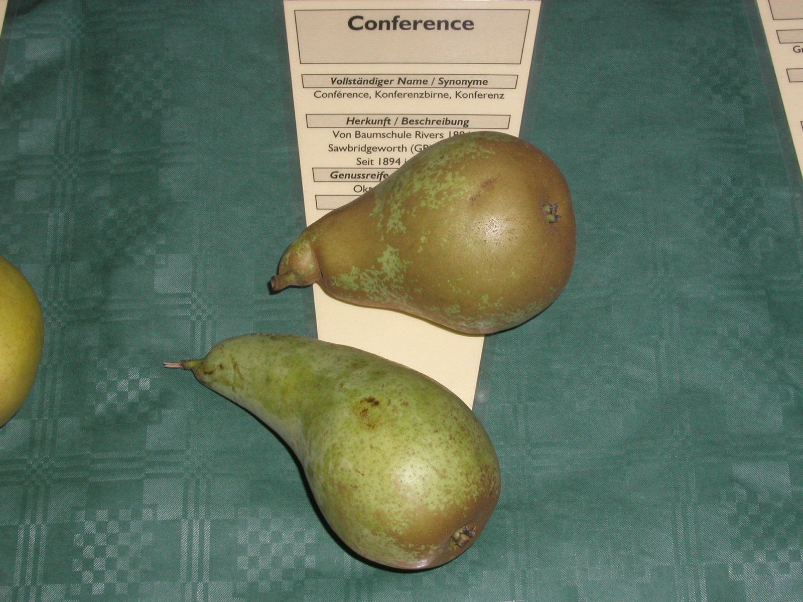 Pyrus com.'Conferencebirne'            CAC