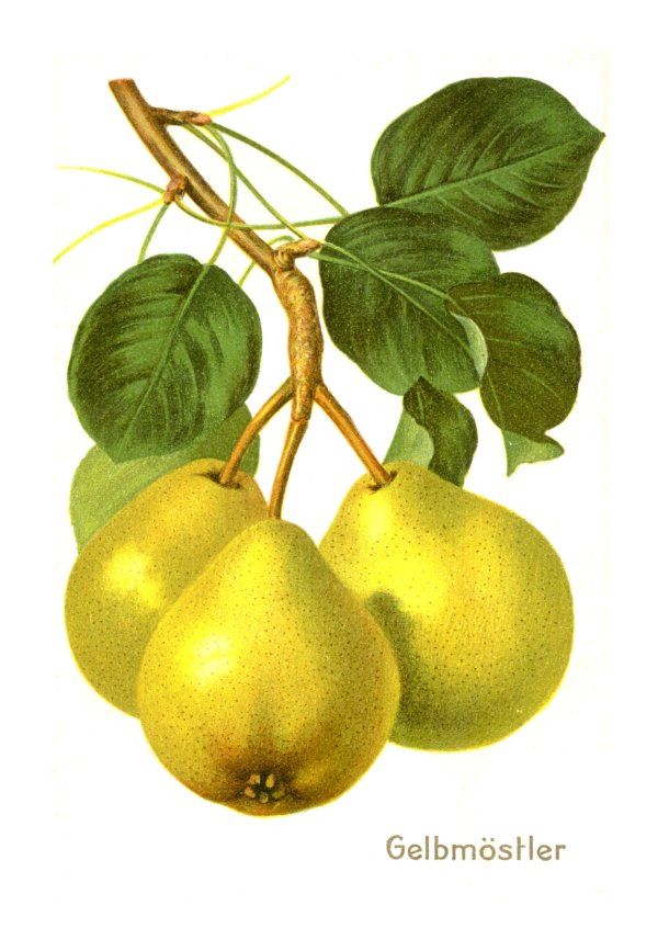 Pyrus com.'Gelbmöstler'                CAC