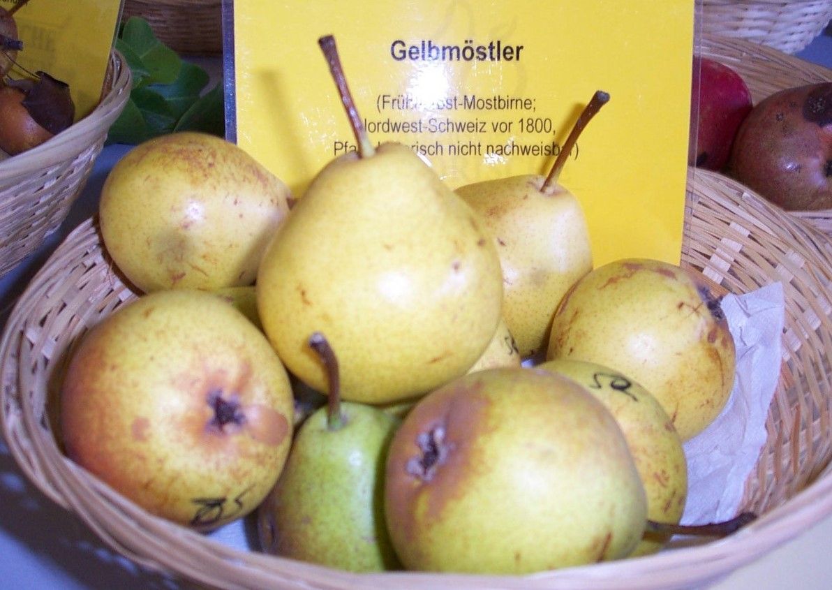 Pyrus com.'Gelbmöstler'                CAC