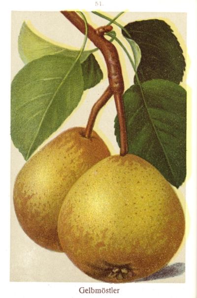 Pyrus com.'Gelbmöstler'                CAC