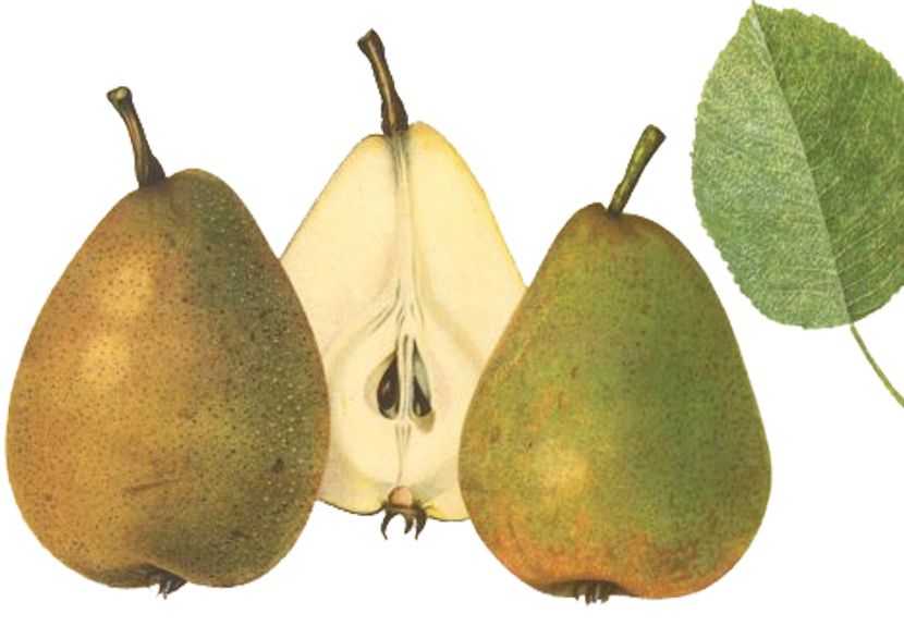 Pyrus com.'Gellerts Butterbirne'       CAC