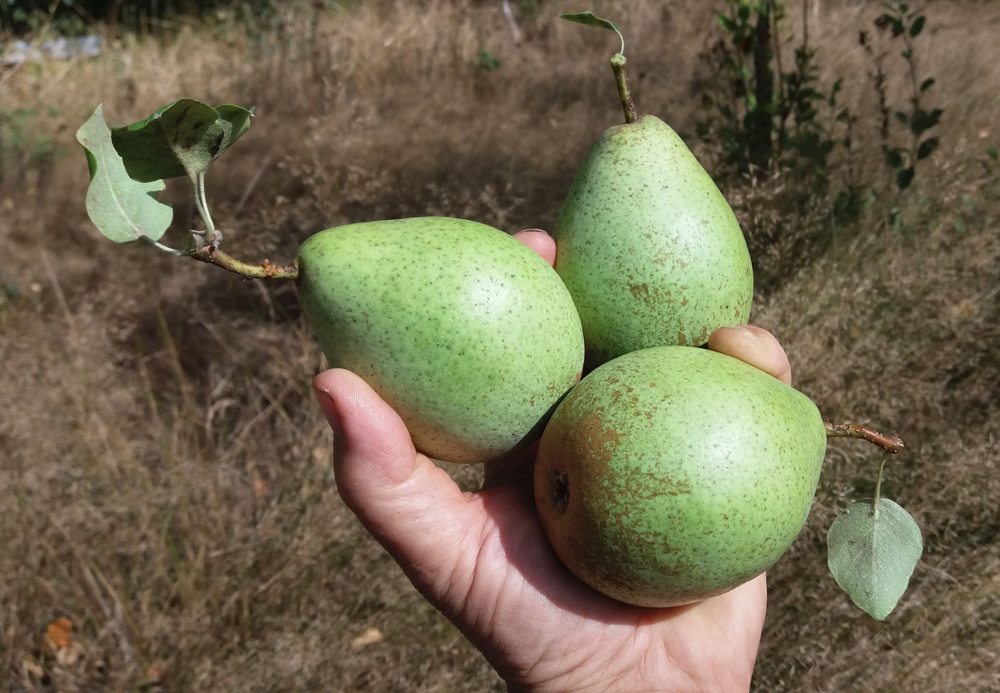 Pyrus com.'Gräfin von Paris'           CAC