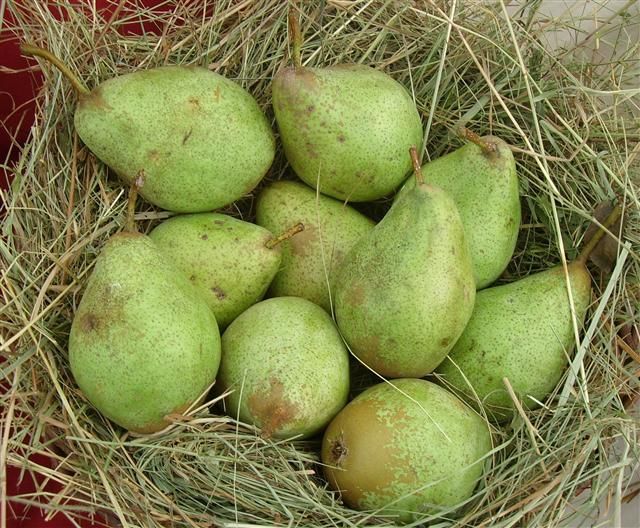 Pyrus com.'Gräfin von Paris'           CAC