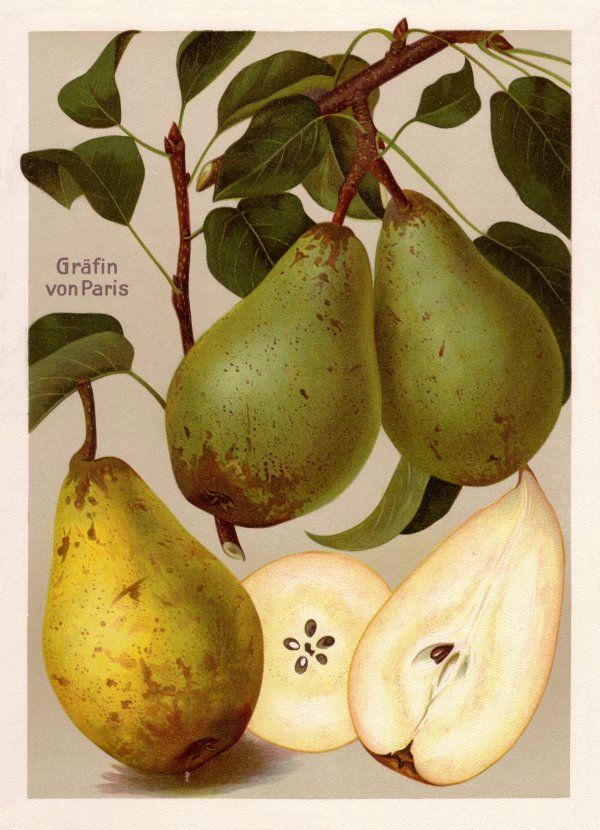Pyrus com.'Gräfin von Paris'           CAC