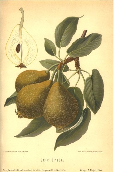 Pyrus com.'Gute Graue'                 CAC