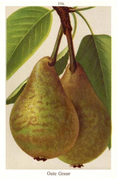 Pyrus com.'Gute Graue'                 CAC