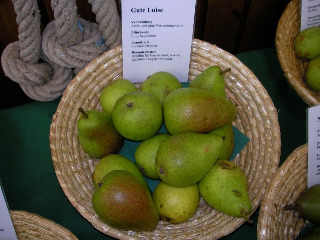 Pyrus com.'Gute Luise'     CAC