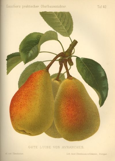 Pyrus com.'Gute Luise'     CAC