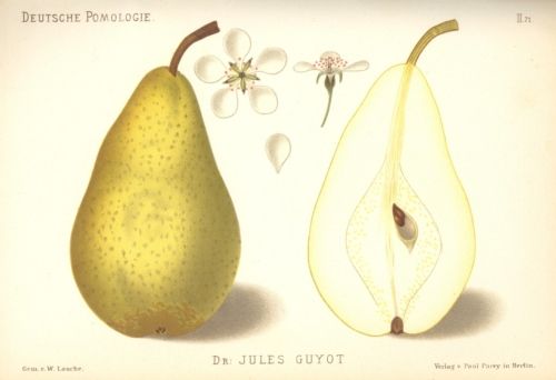 Pyrus com.'Dr. Jules Guyot'                CAC