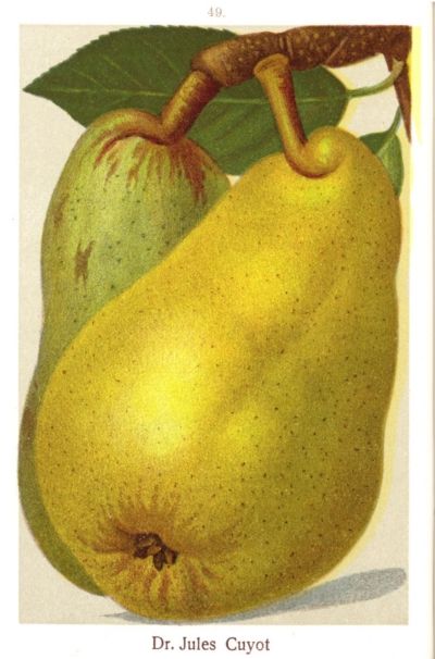 Pyrus com.'Dr. Jules Guyot'                CAC