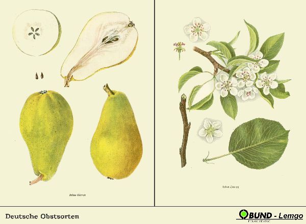 Pyrus com.'Dr. Jules Guyot'                CAC