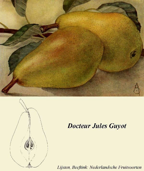 Pyrus com.'Dr. Jules Guyot'                CAC