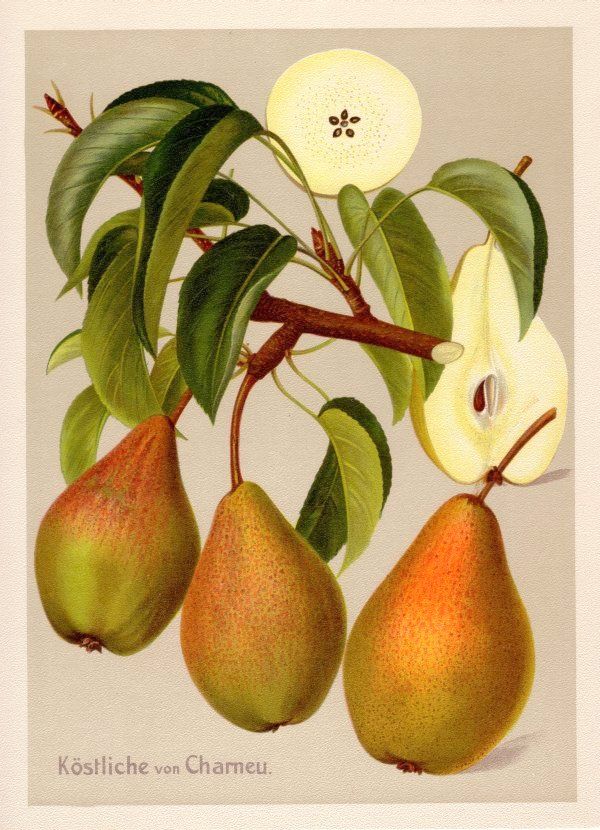 Pyrus com.'Köstliche von Charneu'      CAC