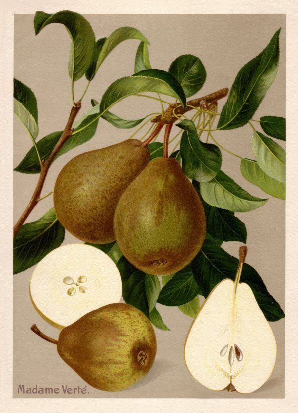 Pyrus com.'Madame Verte'               CAC