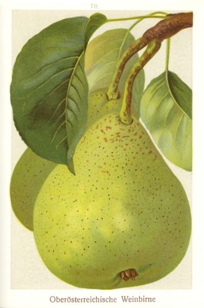 Pyrus com.'Oberöstereichische Weinbirne'    CAC