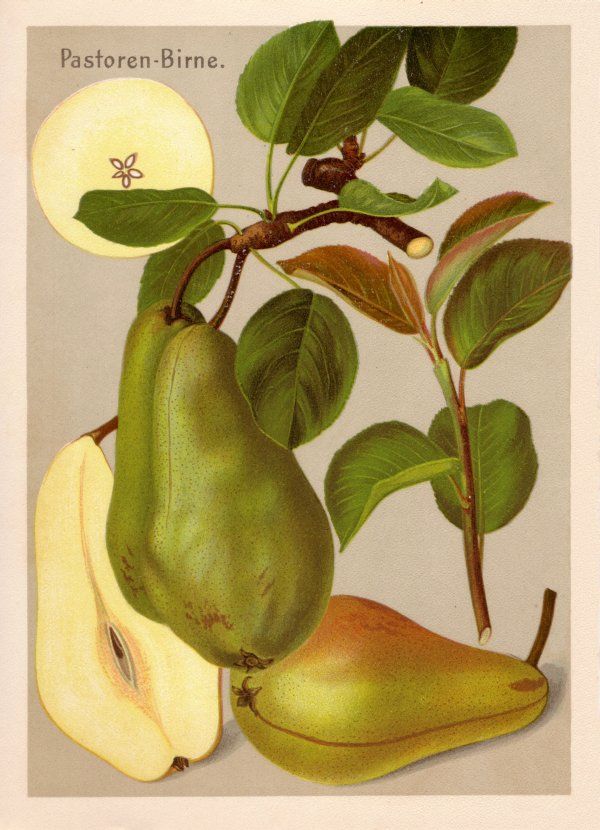 Pyrus com.'Pastorenbirne'              CAC