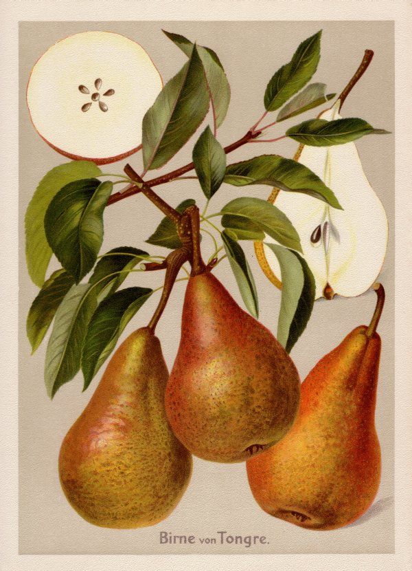 Pyrus com.'Birne aus Tongern'     CAC