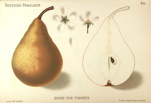 Pyrus com.'Birne aus Tongern'     CAC