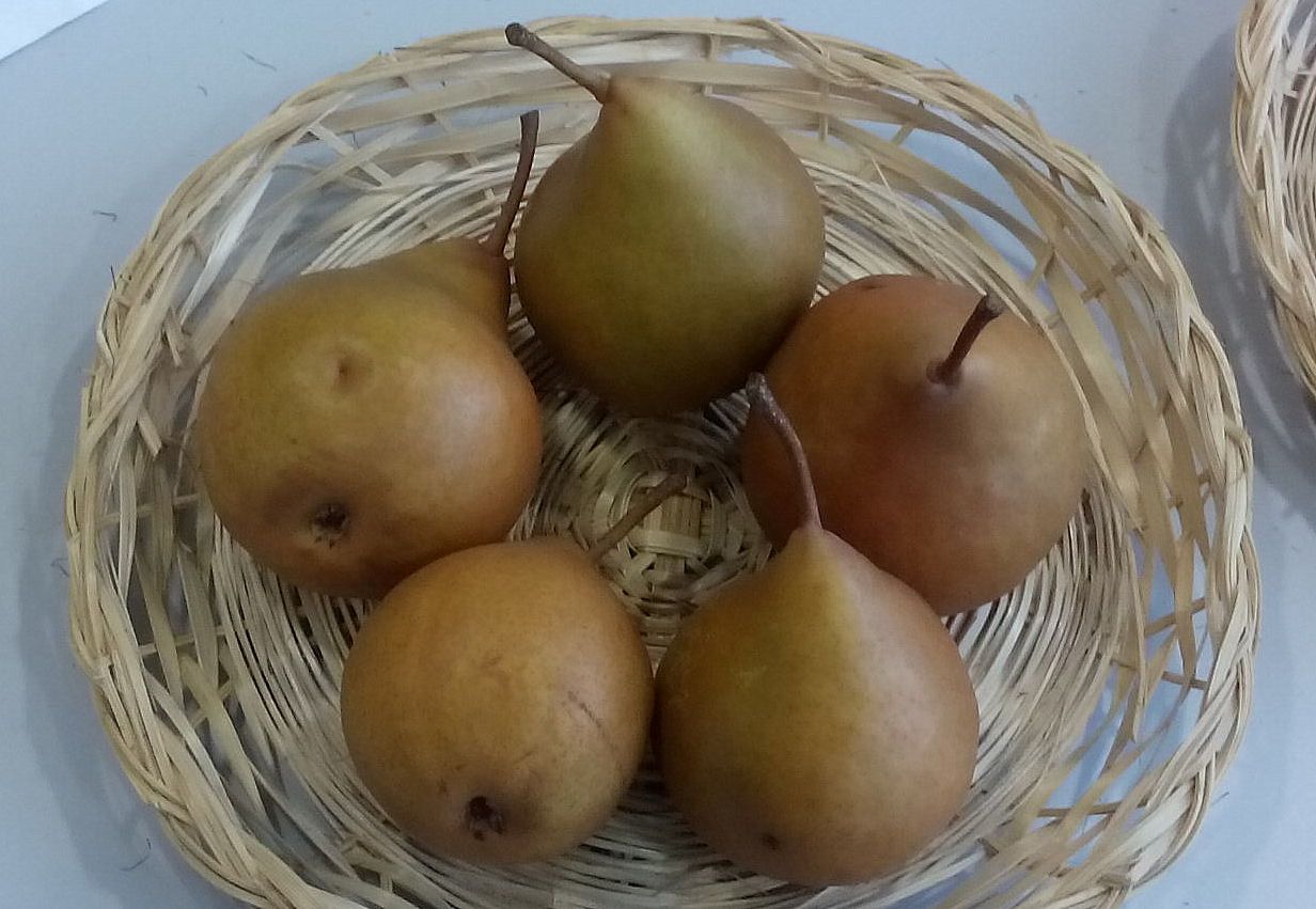 Pyrus com.'Birne aus Tongern'     CAC