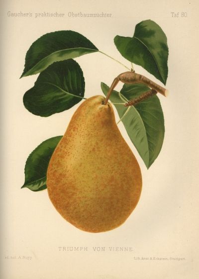 Pyrus com.'Triumph von Vienne'         CAC