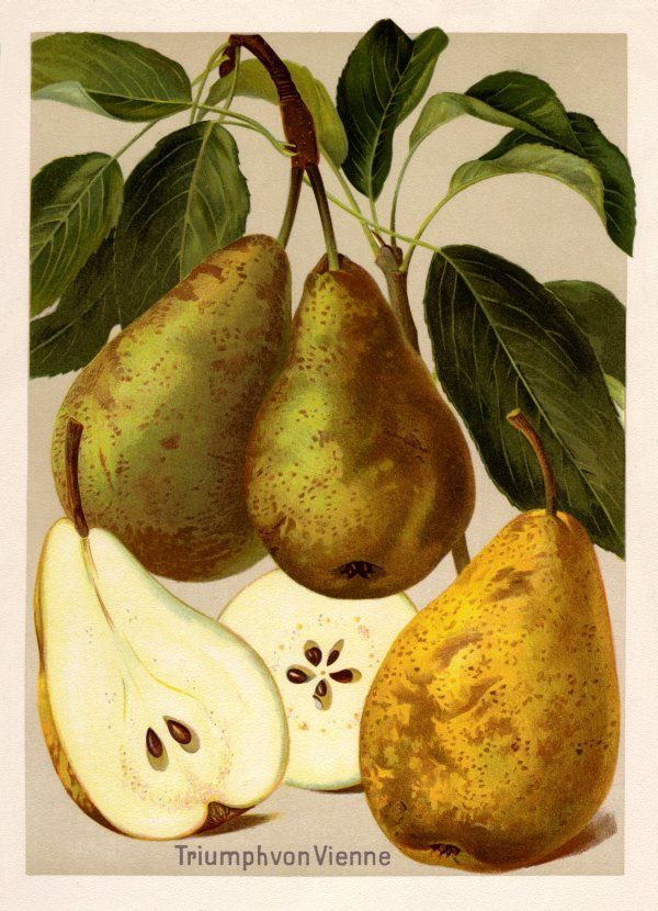 Pyrus com.'Triumph von Vienne'         CAC
