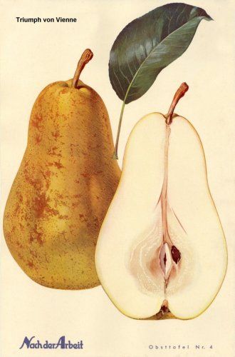 Pyrus com.'Triumph von Vienne'         CAC